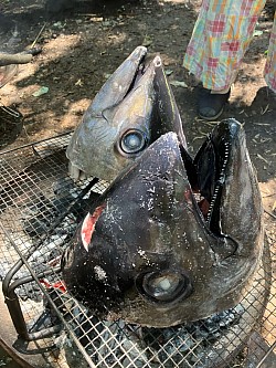 マグロのカマです